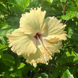 شتلات الهيبسكس