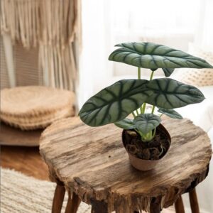 اوكاسبا دراجون