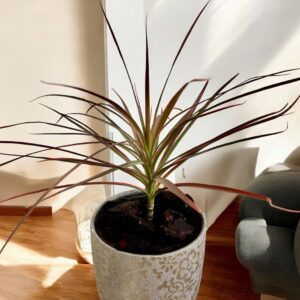 دراسينا مارجيناتا (Dracaena marginata