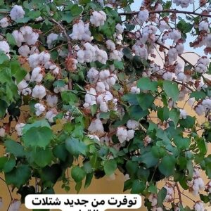 شتلات القطن