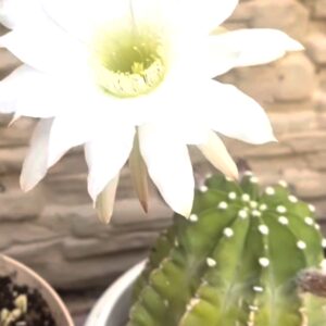 صبار القنفذ