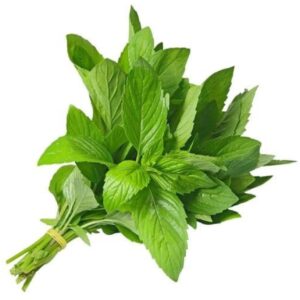 النعناع المغربي