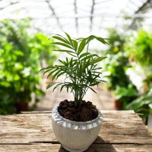 شتلة شاميدوريا