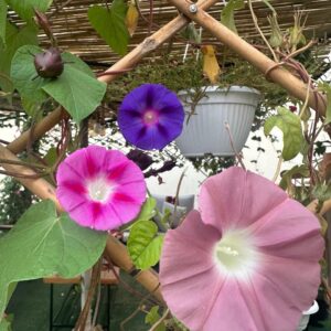 متسلقة مجد الصباح (مكس)