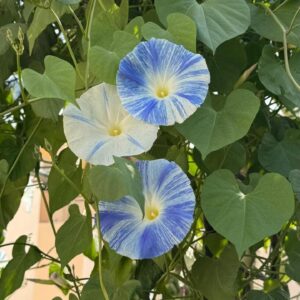 متسلقة مجد الصباح السماوية