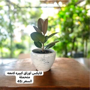 شتلات  داخلية انيقة