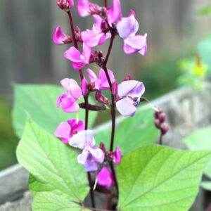 متسلقة الليلاب