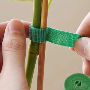 اربطة نباتات ذاتية اللصق