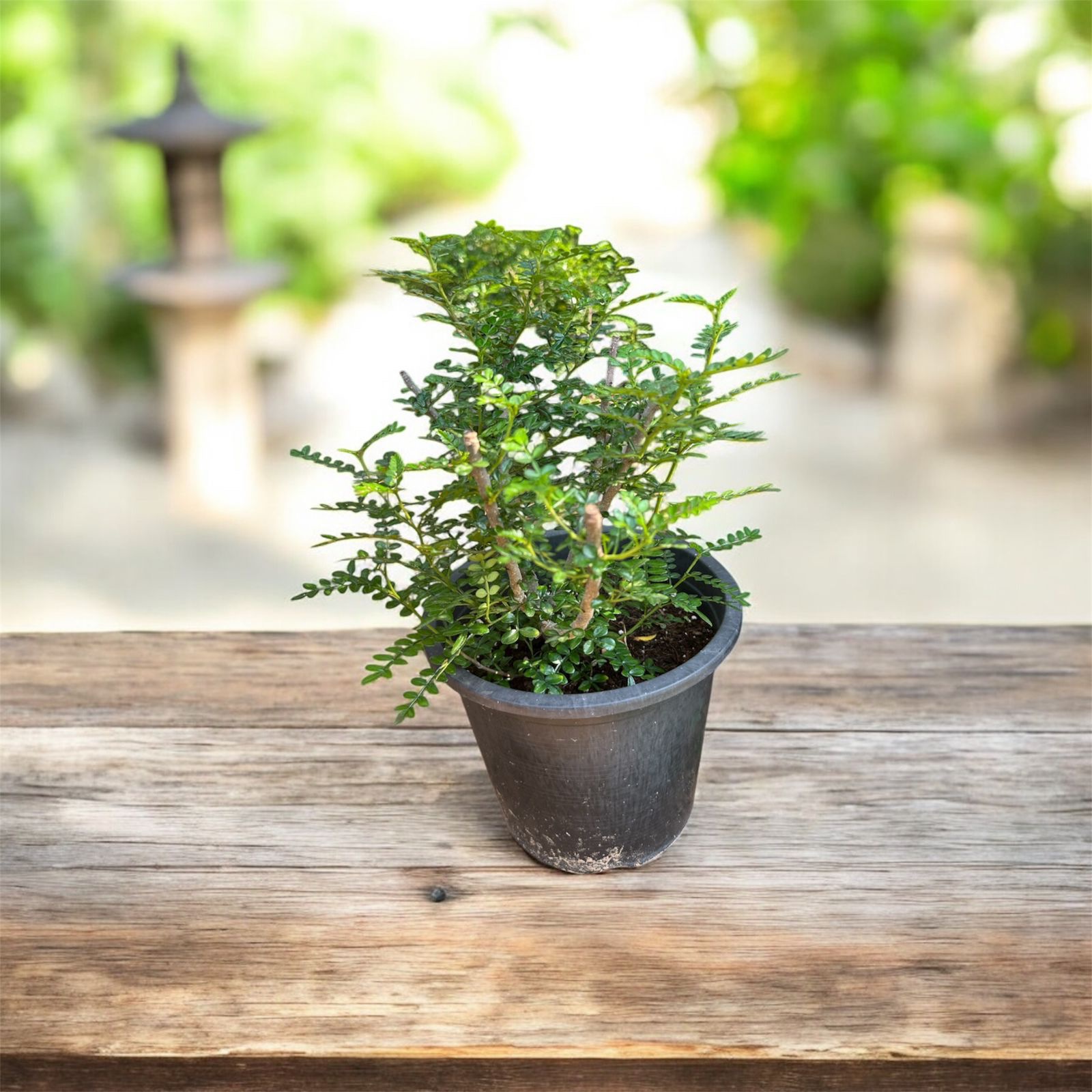 نبات البخور الهندي