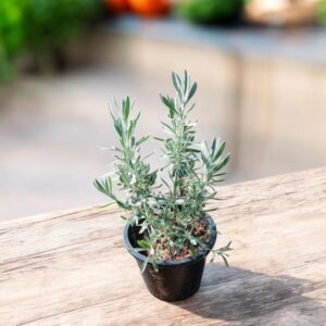 شتلات اللافندر