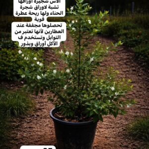 شجيرة الياس