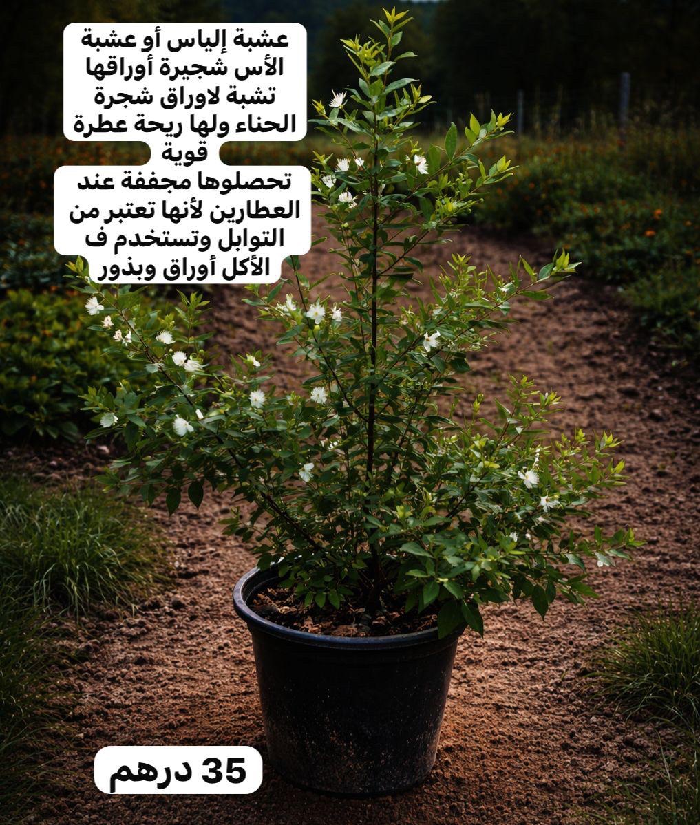 شجيرة الياس