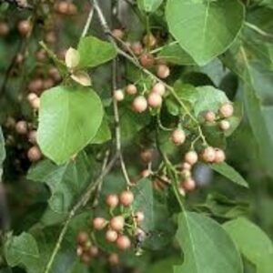 البمبر السوقطري