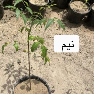 شتلات النيم