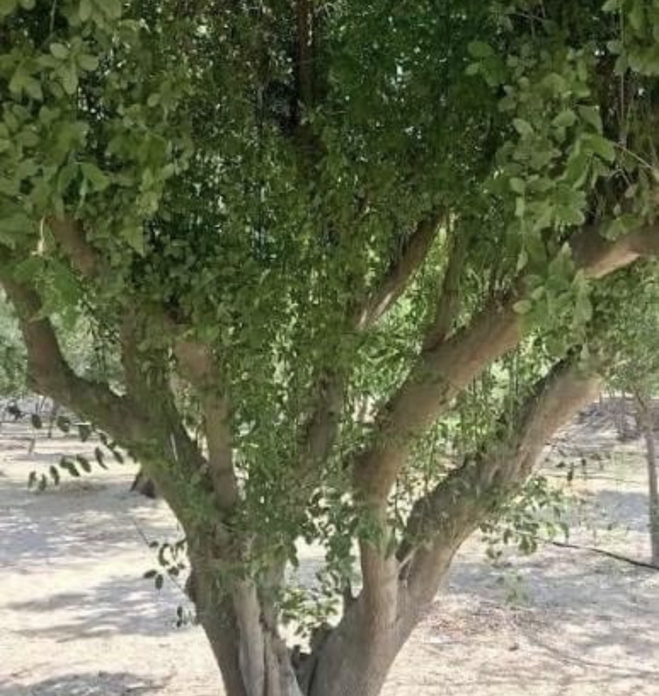 شتلات السواك