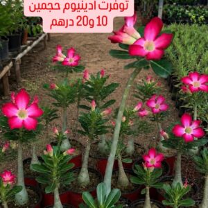 ادينيوم او زهرة الصحراء