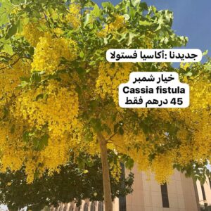 خيار شمبر