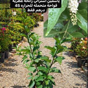 الياسمين الاسترالي