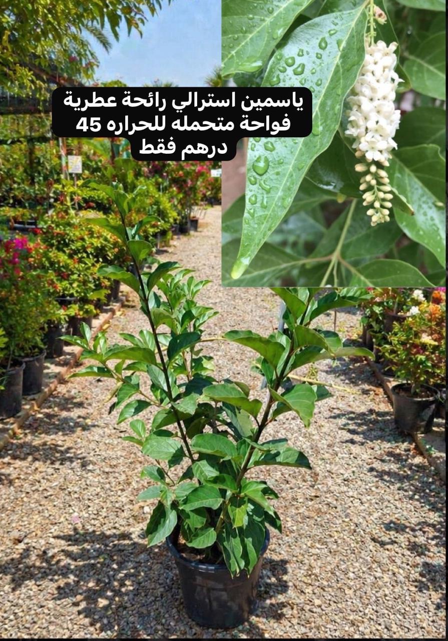 الياسمين الاسترالي