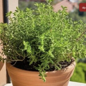 بذور الزعتر الاردني