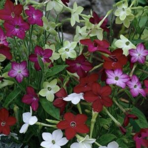 تبغ الزينة أو النيكوتيانا (Nicotiana alata)