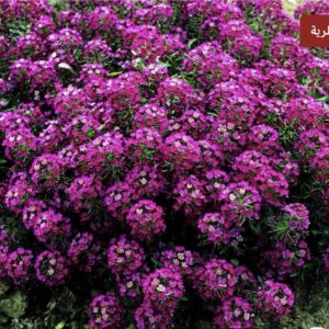 بذور زهور اليسم الارجواني زهرة الملكة العطرية