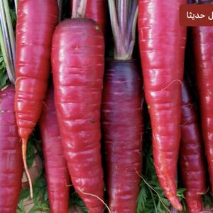بذور الجزر الارجواني الأحمر