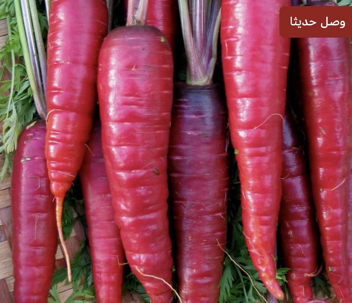 بذور الجزر الارجواني الأحمر