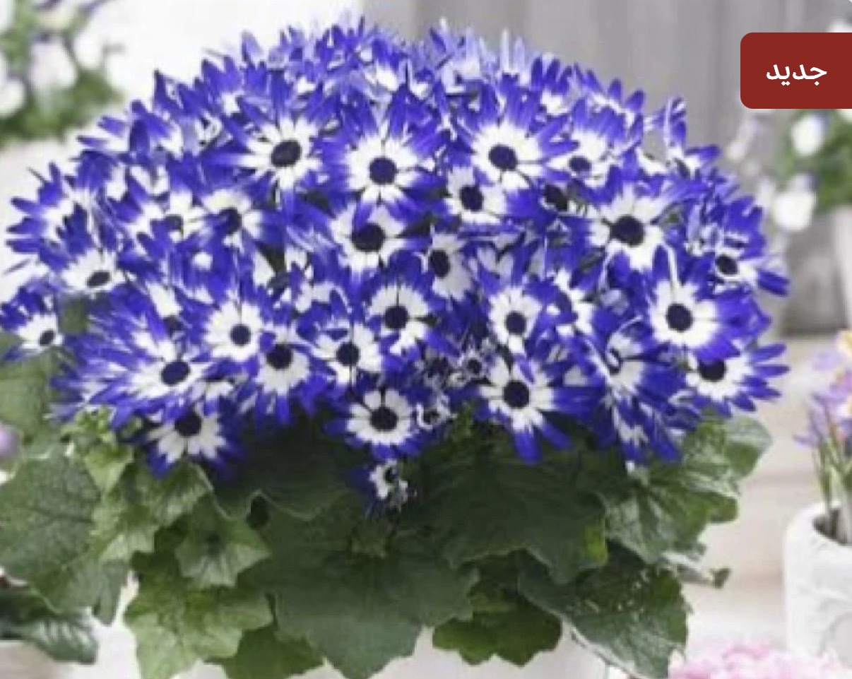 بذور زهرة سينيراريا الملونة