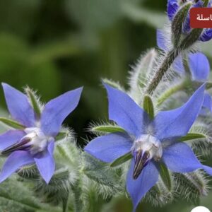 بذور خبز النحل العاسلة