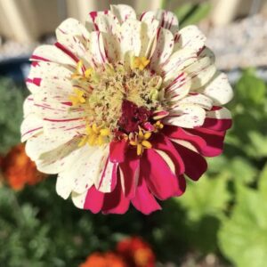 زينيا شريط الحلوى (متنوعة)