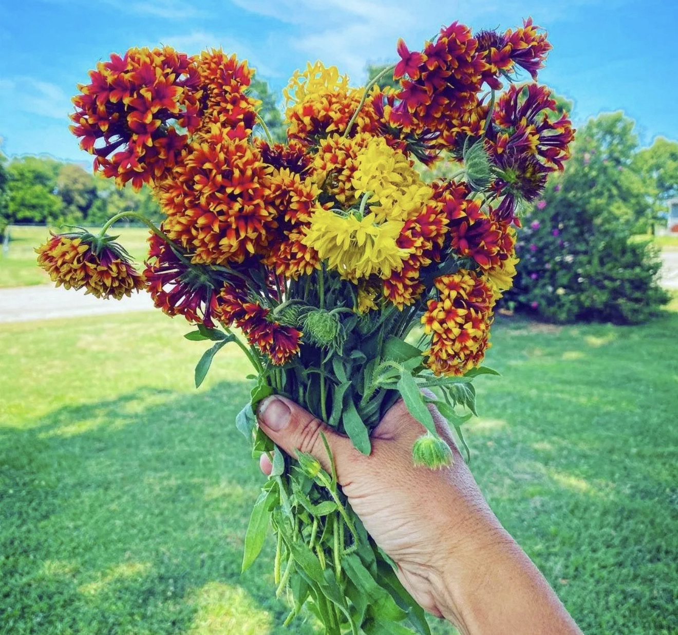 الغيردية المزدوجة (متنوعة) - الصورة 2
