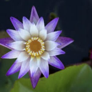 زهرة زنبق الماء "بوربل جوي" (Purple Joy)