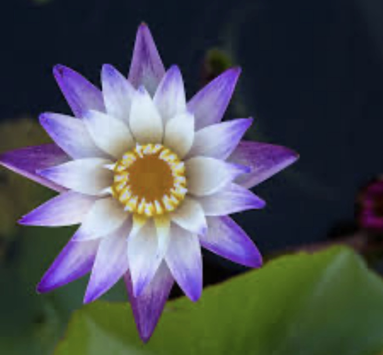 زهرة زنبق الماء "بوربل جوي" (Purple Joy)