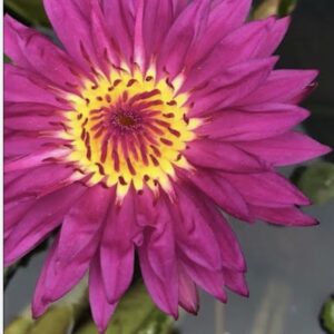 زنبق الماء (Water Lily) من نوع "ميامي روز"