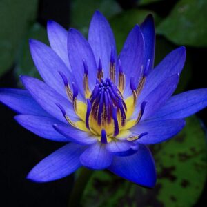 بذور زنبق الماء الأزرق (Nymphaea capensis)