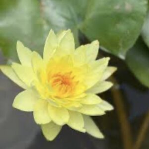 بذور زنبق الماء الأصفر (Nymphaea)،