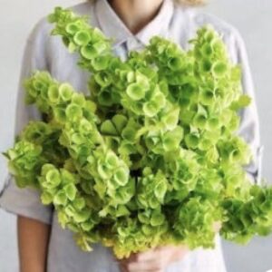 بذور زهور أجراس أيرلندا (Bells of Ireland Seeds