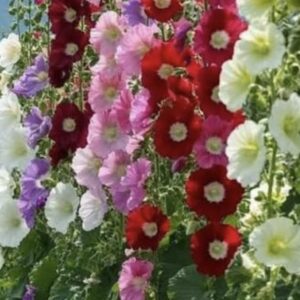 Hollyhock الخطمية