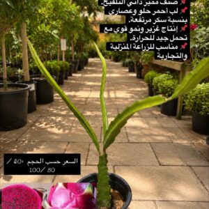 دراجون فروت