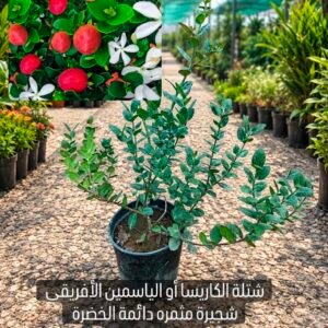 شتلة الكاريسا