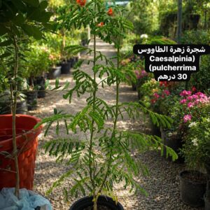 شجرة زهرة الطاوس