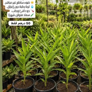 شتلات الهيل