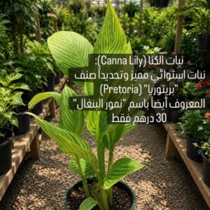 الكنا المبرقشة