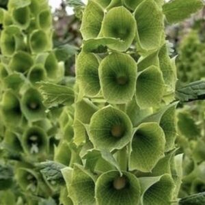 بذور اجراس ايرلندا - Bells of Ireland Seeds