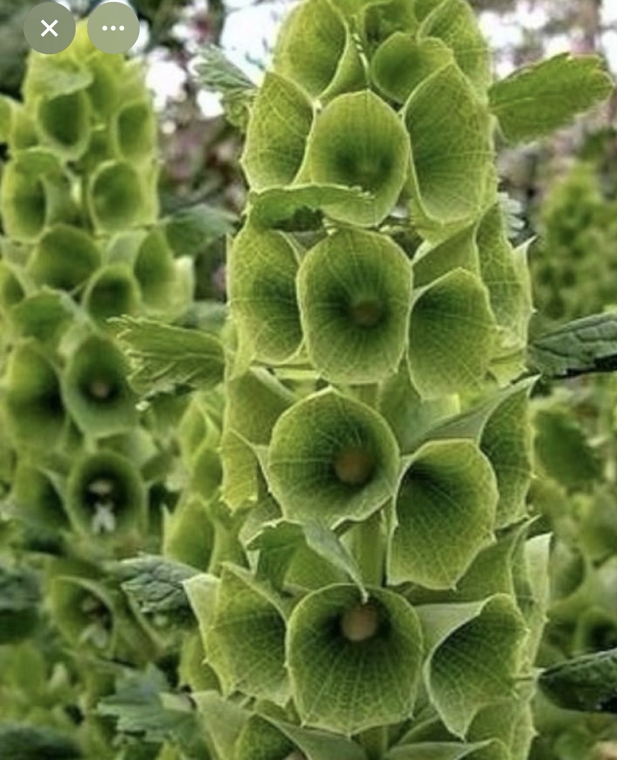 بذور اجراس ايرلندا - Bells of Ireland Seeds