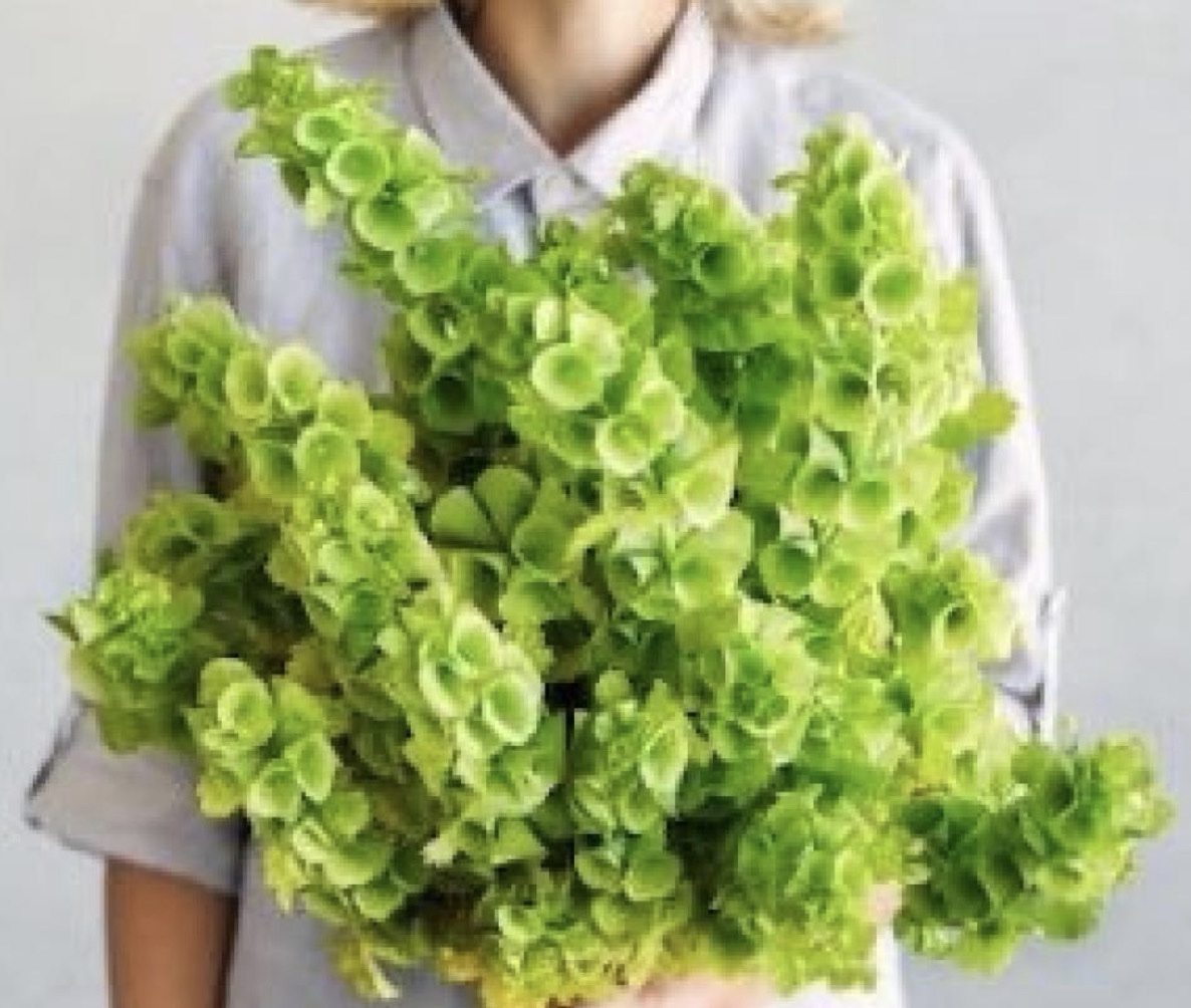 بذور اجراس ايرلندا - Bells of Ireland Seeds - الصورة 2