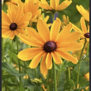 ذور رودبيكيا الصيف الهندي - Indian Summer Rudbeckia Seed