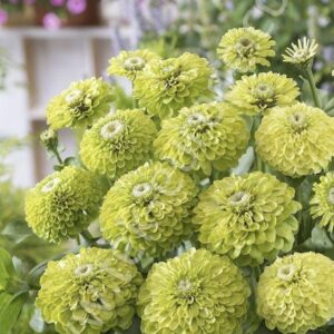 بذور زينيا ليموني - Envy Zinnia Seeds