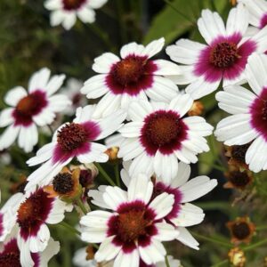 Coreopsis tinctoria